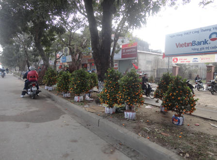 Quất đào Thành Vinh ế ẩm ngày 30 Tết